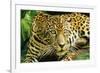 Jaguar Sitting, Looking Alert-null-Framed Photographic Print