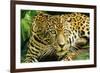 Jaguar Sitting, Looking Alert-null-Framed Photographic Print