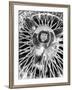 Jaguar Spokes-Murray Bolesta-Framed Art Print