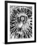 Jaguar Spokes-Murray Bolesta-Framed Art Print