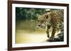 Jaguar Sub-Adult Male Crossing River on Log-null-Framed Photographic Print