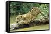 Jaguar Sub-Adult, Scratching Log-null-Framed Stretched Canvas