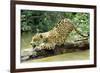 Jaguar Sub-Adult, Scratching Log-null-Framed Photographic Print