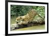 Jaguar Sub-Adult, Scratching Log-null-Framed Photographic Print