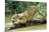 Jaguar Sub-Adult, Scratching Log-null-Mounted Photographic Print