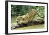 Jaguar Sub-Adult, Scratching Log-null-Framed Photographic Print