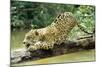 Jaguar Sub-Adult, Scratching Log-null-Mounted Photographic Print