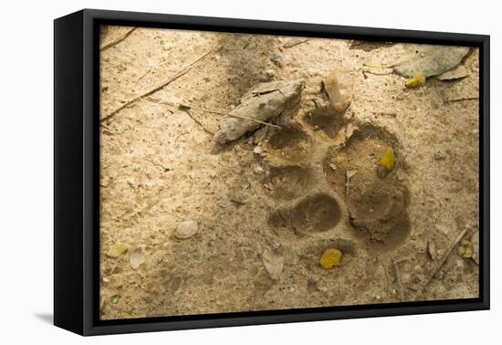 Jaguar Track in Sand-Joe McDonald-Framed Stretched Canvas