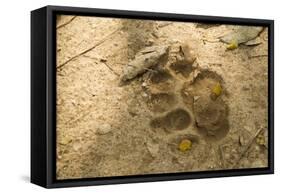 Jaguar Track in Sand-Joe McDonald-Framed Stretched Canvas