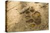 Jaguar Track in Sand-Joe McDonald-Stretched Canvas