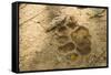 Jaguar Track in Sand-Joe McDonald-Framed Stretched Canvas