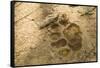 Jaguar Track in Sand-Joe McDonald-Framed Stretched Canvas