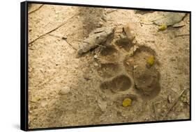 Jaguar Track in Sand-Joe McDonald-Framed Stretched Canvas