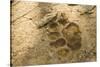 Jaguar Track in Sand-Joe McDonald-Stretched Canvas