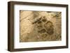 Jaguar Track in Sand-Joe McDonald-Framed Premium Photographic Print