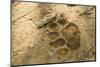 Jaguar Track in Sand-Joe McDonald-Mounted Premium Photographic Print