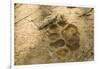 Jaguar Track in Sand-Joe McDonald-Framed Photographic Print