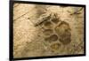 Jaguar Track in Sand-Joe McDonald-Framed Photographic Print