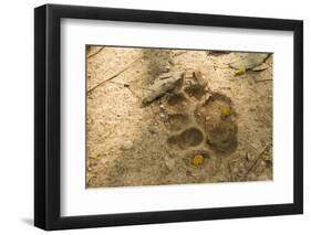 Jaguar Track in Sand-Joe McDonald-Framed Photographic Print