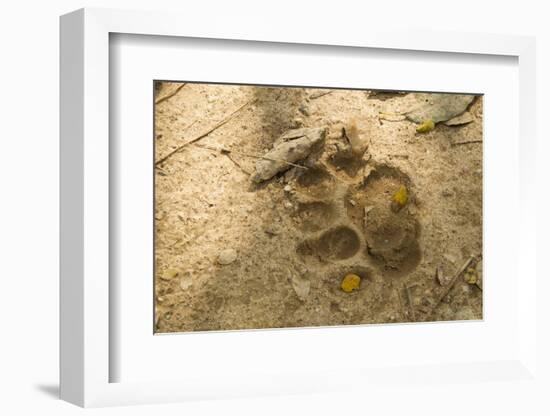 Jaguar Track in Sand-Joe McDonald-Framed Photographic Print