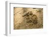 Jaguar Track in Sand-Joe McDonald-Framed Photographic Print