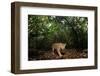 Jaguar walking along a forest trail, Mexico-Alejandro Prieto-Framed Photographic Print