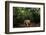 Jaguar walking along a forest trail, Mexico-Alejandro Prieto-Framed Photographic Print