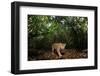 Jaguar walking along a forest trail, Mexico-Alejandro Prieto-Framed Photographic Print