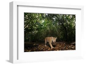 Jaguar walking along a forest trail, Mexico-Alejandro Prieto-Framed Photographic Print