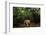 Jaguar walking along a forest trail, Mexico-Alejandro Prieto-Framed Photographic Print