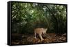 Jaguar walking along a forest trail, Mexico-Alejandro Prieto-Framed Stretched Canvas