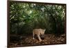 Jaguar walking along a forest trail, Mexico-Alejandro Prieto-Framed Photographic Print