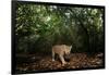 Jaguar walking along a forest trail, Mexico-Alejandro Prieto-Framed Photographic Print