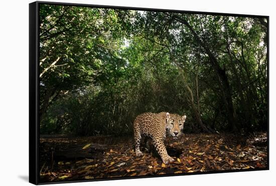 Jaguar walking along a forest trail, Mexico-Alejandro Prieto-Framed Stretched Canvas