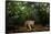 Jaguar walking along a forest trail, Mexico-Alejandro Prieto-Framed Stretched Canvas