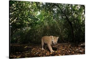 Jaguar walking along a forest trail, Mexico-Alejandro Prieto-Stretched Canvas