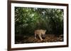 Jaguar walking along a forest trail, Mexico-Alejandro Prieto-Framed Photographic Print