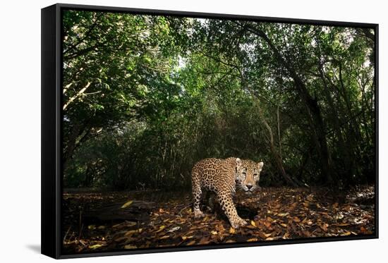 Jaguar walking along a forest trail, Mexico-Alejandro Prieto-Framed Stretched Canvas