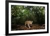 Jaguar walking along a forest trail, Mexico-Alejandro Prieto-Framed Photographic Print