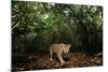 Jaguar walking along a forest trail, Mexico-Alejandro Prieto-Mounted Photographic Print
