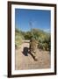 Jaguar walking along a trail in La Papalota, Mexico-Alejandro Prieto-Framed Photographic Print