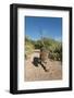 Jaguar walking along a trail in La Papalota, Mexico-Alejandro Prieto-Framed Photographic Print