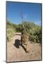 Jaguar walking along a trail in La Papalota, Mexico-Alejandro Prieto-Mounted Photographic Print