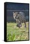 Jaguar walking along river bank, Cuiaba River, Pantanal, Brazil-Jeff Foott-Framed Stretched Canvas