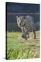 Jaguar walking along river bank, Cuiaba River, Pantanal, Brazil-Jeff Foott-Stretched Canvas