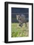 Jaguar walking along river bank, Cuiaba River, Pantanal, Brazil-Jeff Foott-Framed Photographic Print