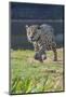 Jaguar walking along river bank, Cuiaba River, Pantanal, Brazil-Jeff Foott-Mounted Photographic Print