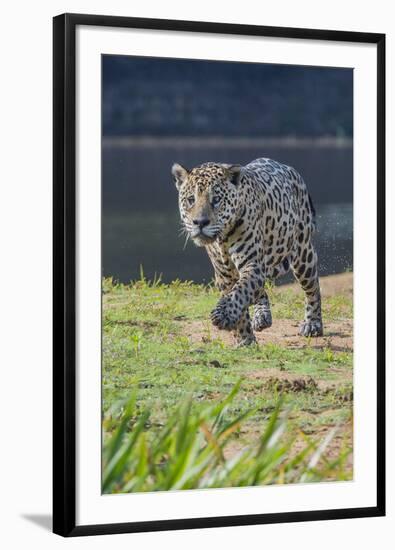 Jaguar walking along river bank, Cuiaba River, Pantanal, Brazil-Jeff Foott-Framed Photographic Print