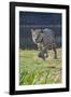 Jaguar walking along river bank, Cuiaba River, Pantanal, Brazil-Jeff Foott-Framed Photographic Print