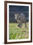 Jaguar walking along river bank, Cuiaba River, Pantanal, Brazil-Jeff Foott-Framed Photographic Print